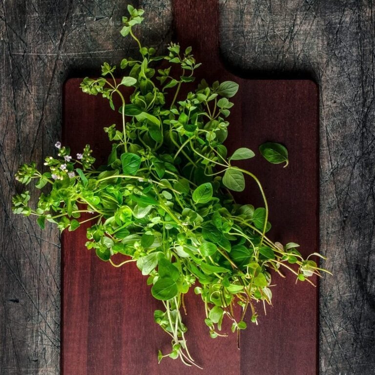 Fresh oregano centered on a dark wood cutting board.