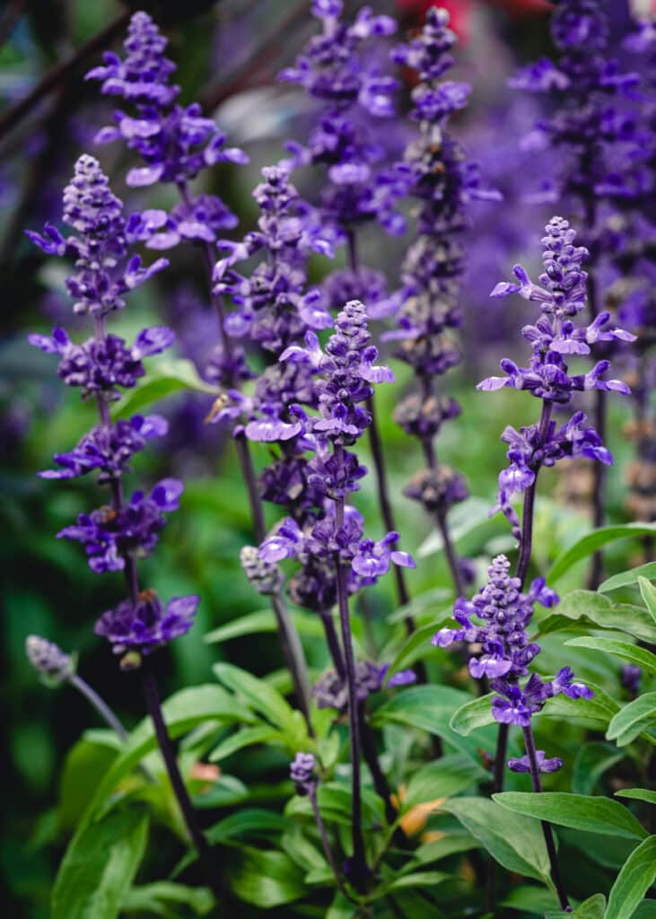 Vibrant blue sage in a field.