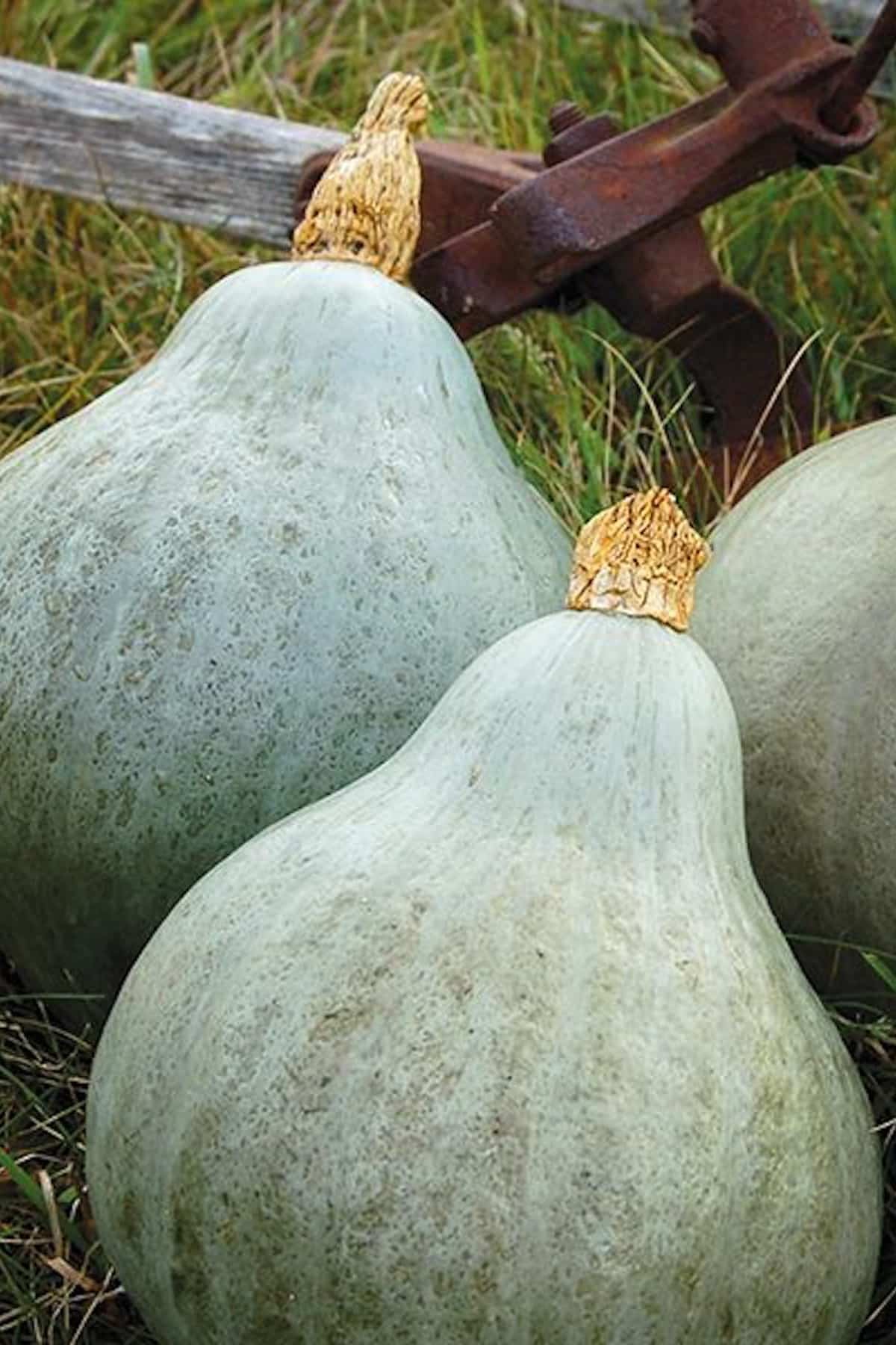 Two blue Hubbard squash in a field. 