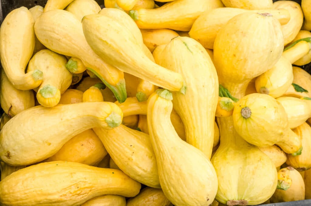 Heaping pile of yellow crookneck squash.