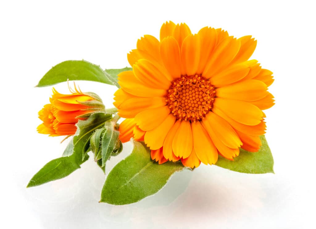 Yellow-orange calendula flower with green leaves.