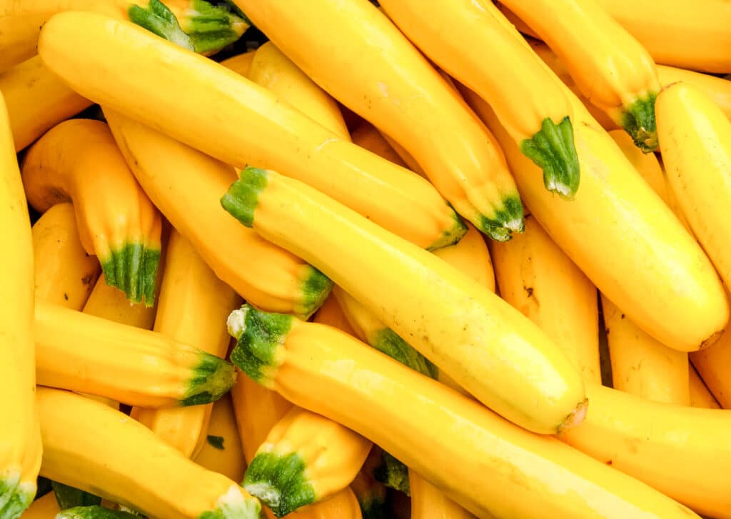 Large pile of thin yellow quash with green tops.