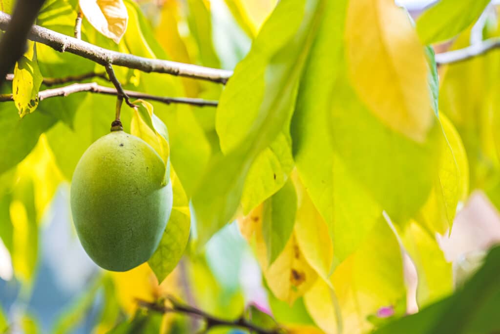 Paw paw fruit growing on the tree.