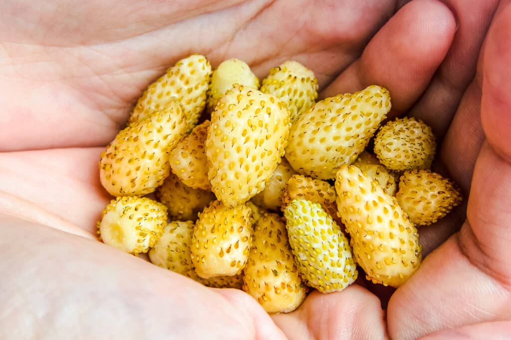 Two hands cupping a pile of small creamy yellow strawberries.