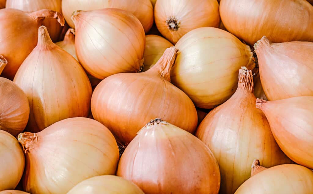 Pile of yellow onions. 