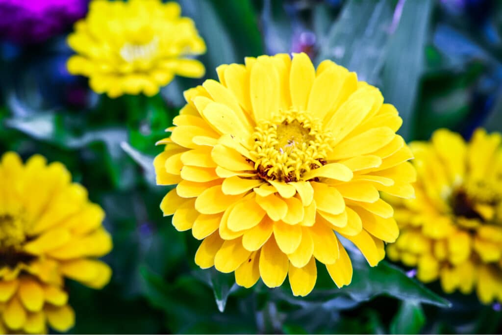 Up close yellow zinnia flowers growing in the garden. 