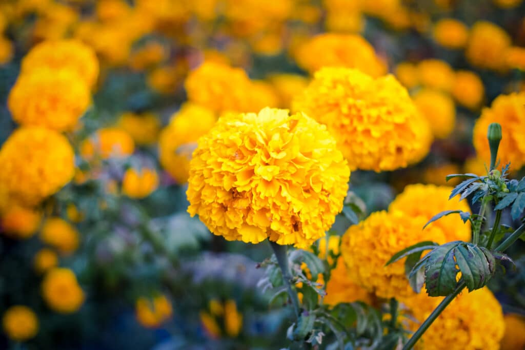Dozens of growing yellow-orange marigolds. 