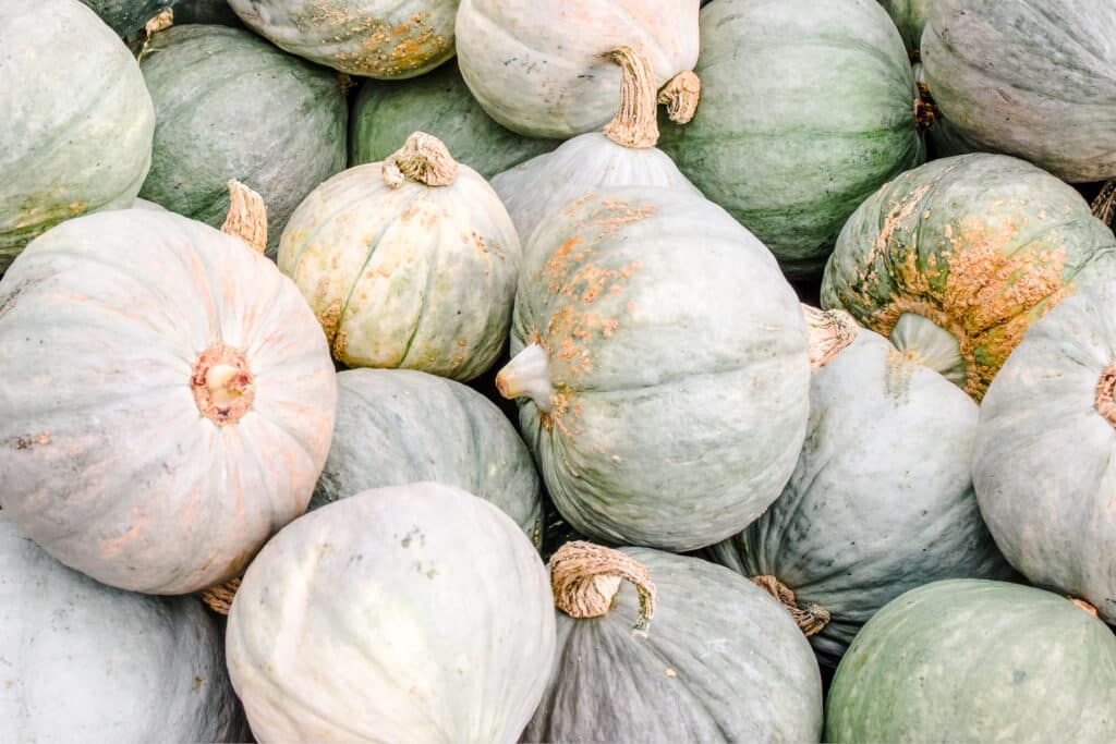 Large pile of baby blue hubbard squash. 
