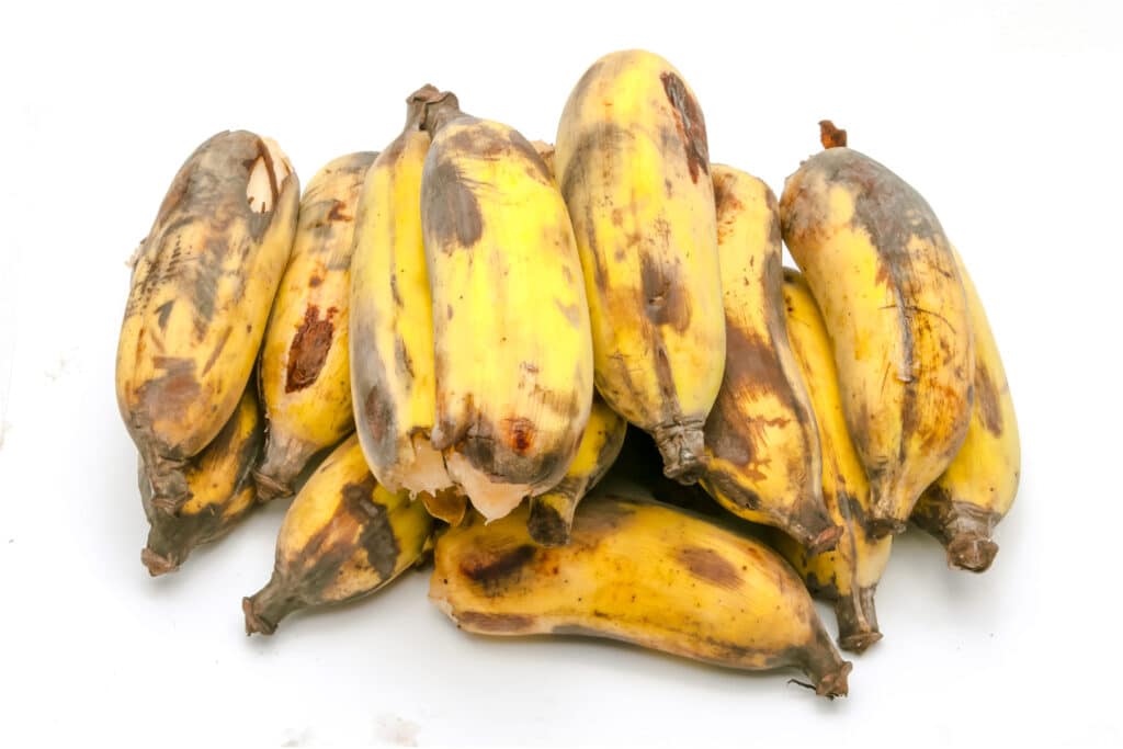 Pile of over ripe short and wide bananas.