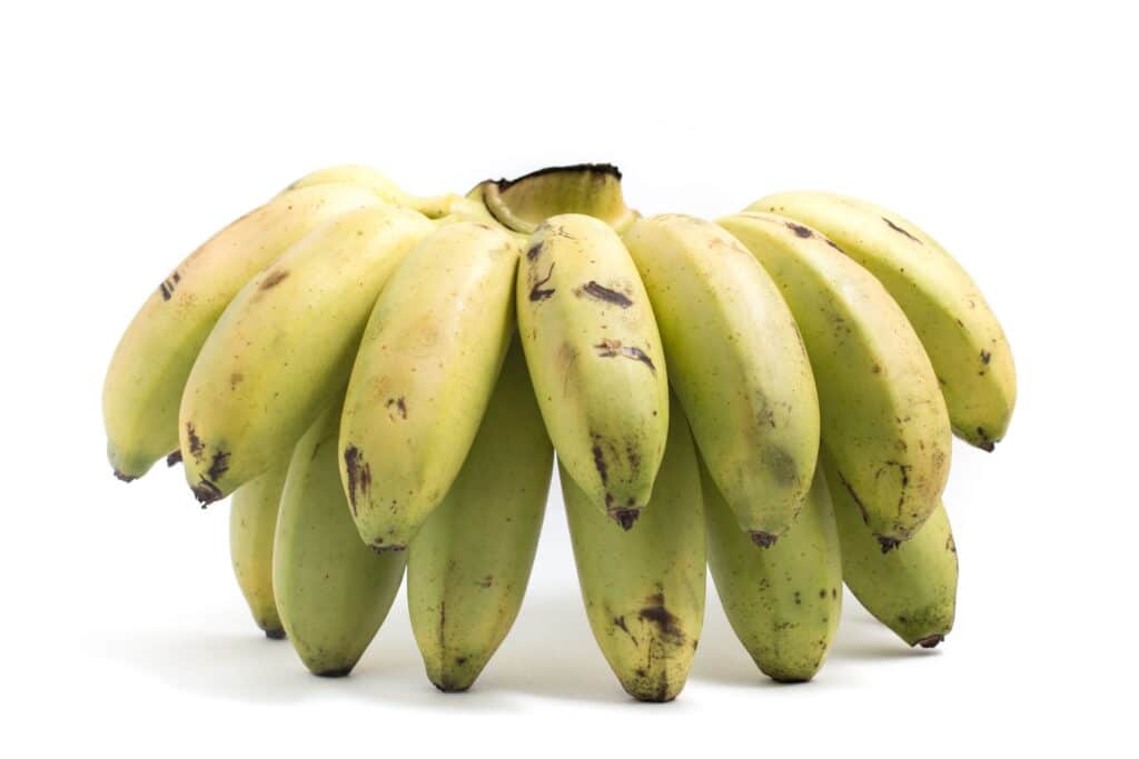 Big bunch of small yellow-green bananas.