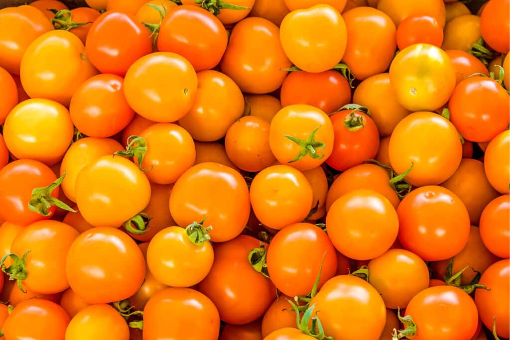 Orange cherry tomatoes in a large pile with green tops.