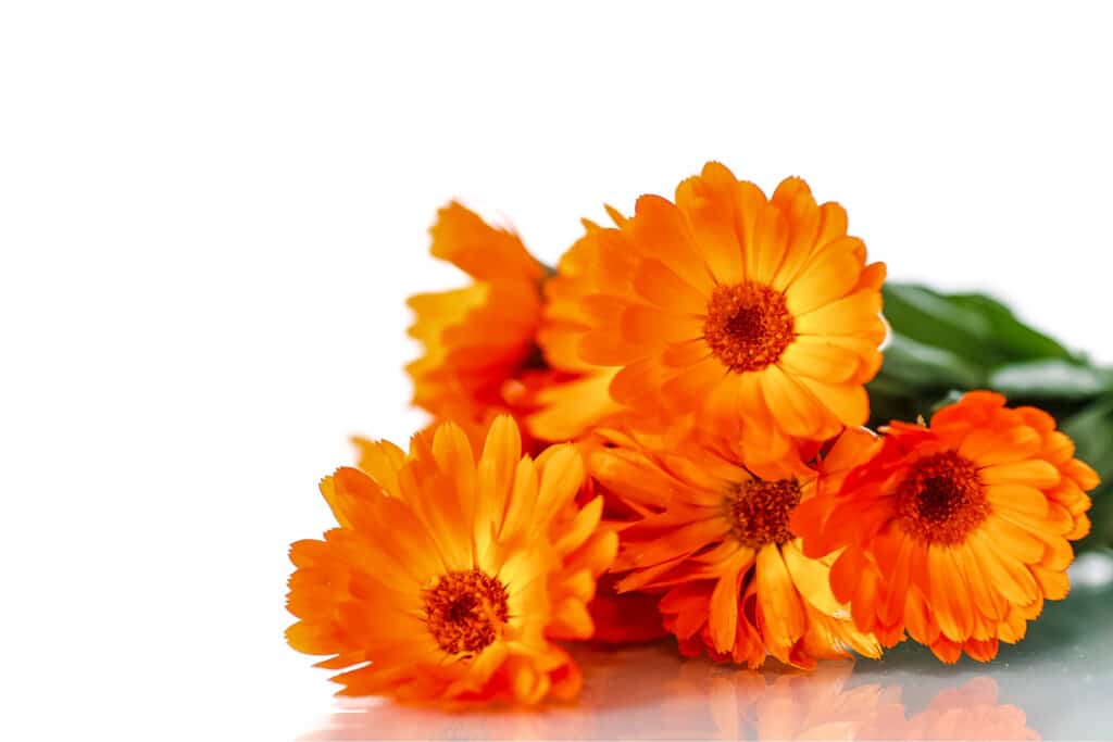 Deep orange calendula flowers on a white surface.
