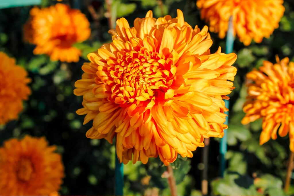 Sunshine orange Chrysanthemums gorwing outside.