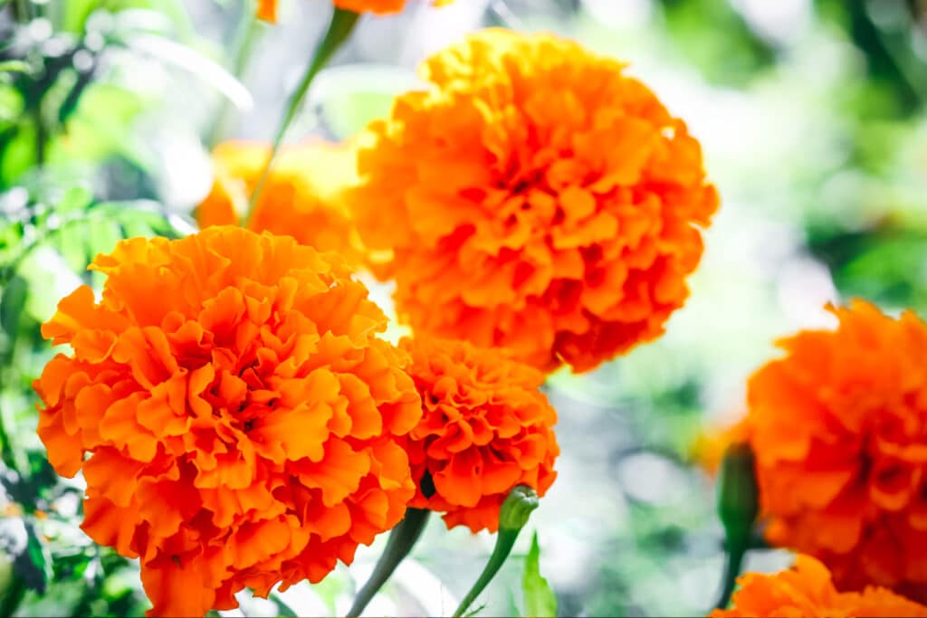 Bold orange marigolds growing in the sunshine.