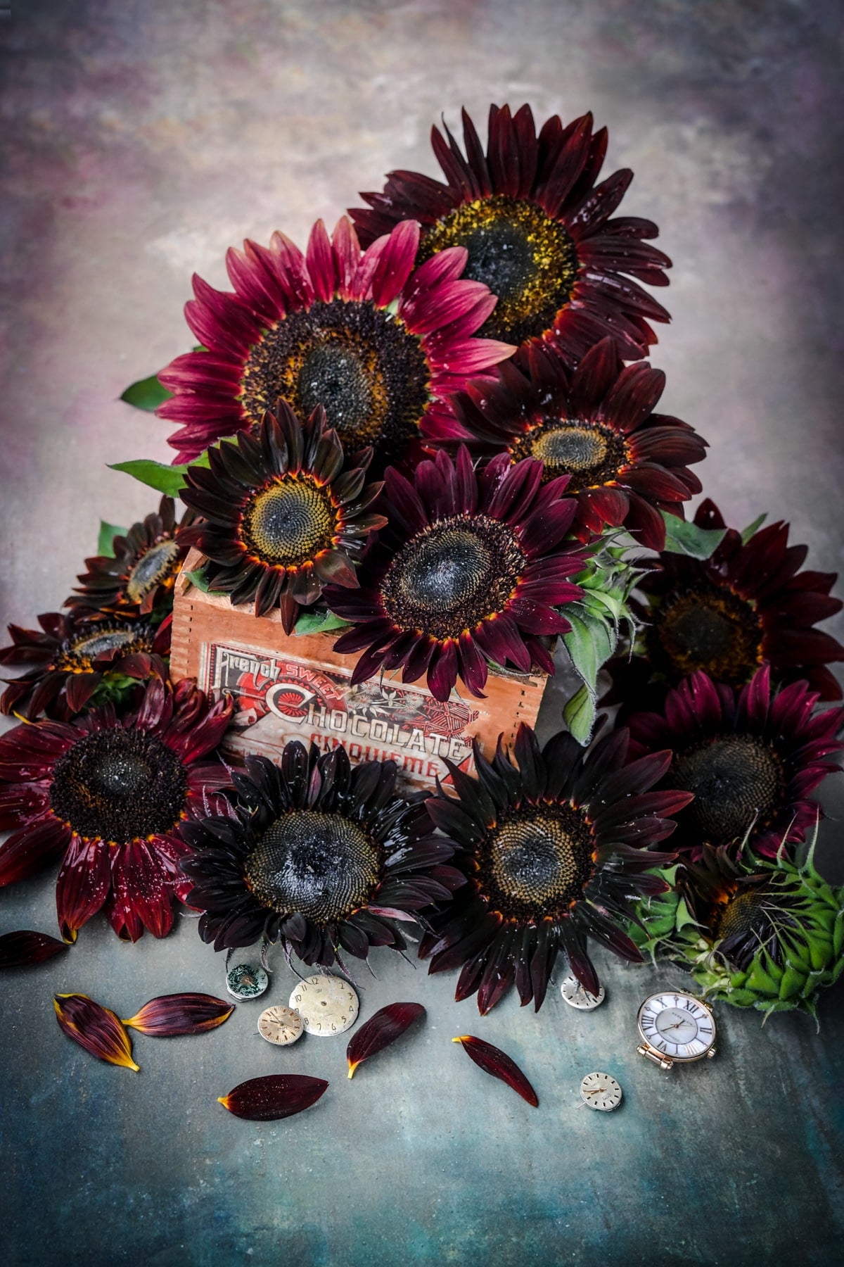 Chocolate cherry sunflowers overflowing a wooden box.