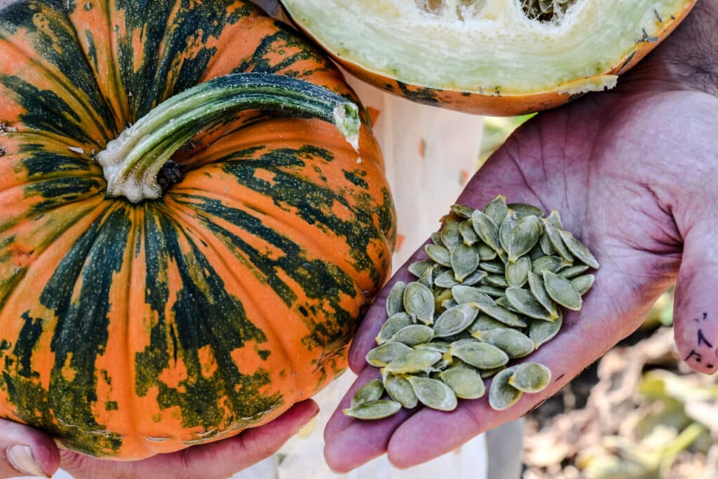 Winter Kakai squash on black striping and a man holding its seeds.