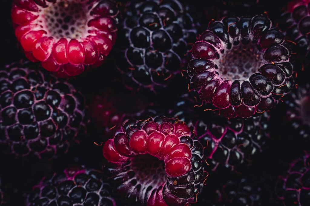 Close up of black raspberries ranging in shade from black to bright pink.