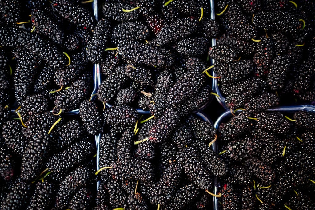 Pint sized produce containers overflowing with black mulberries.