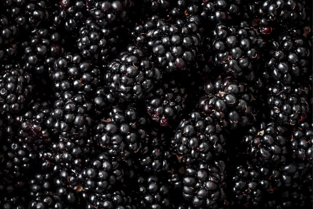 Large blackberries covering the table's surface.