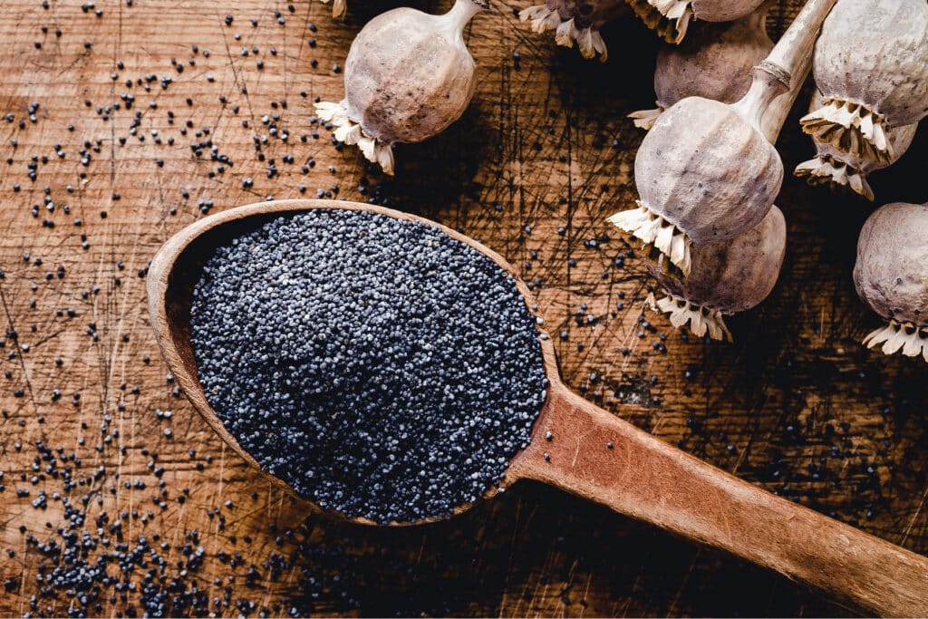 Poppy seeds in a wooden spoon with dried poppy flower stems next to them.
