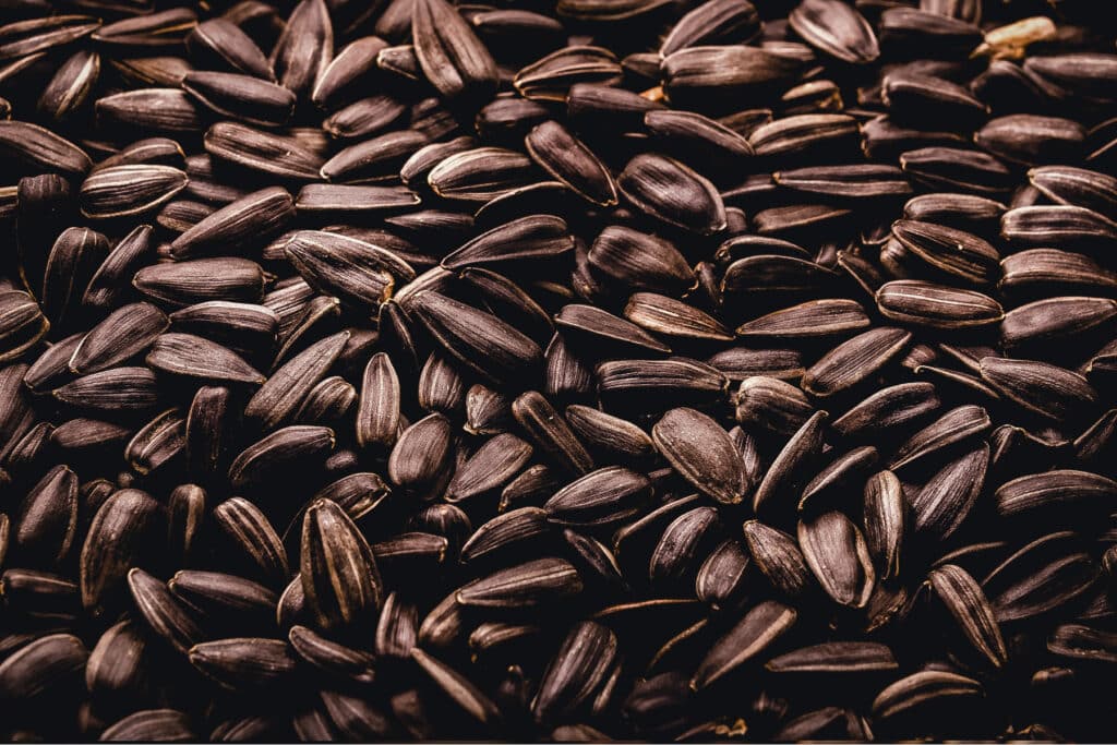 Sunflower seeds covering the entire surface.