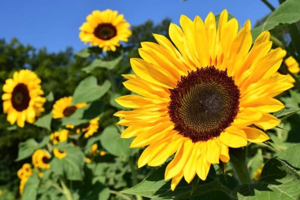 Arikara sunflowers with yellow petals and black seeds growing in a field.