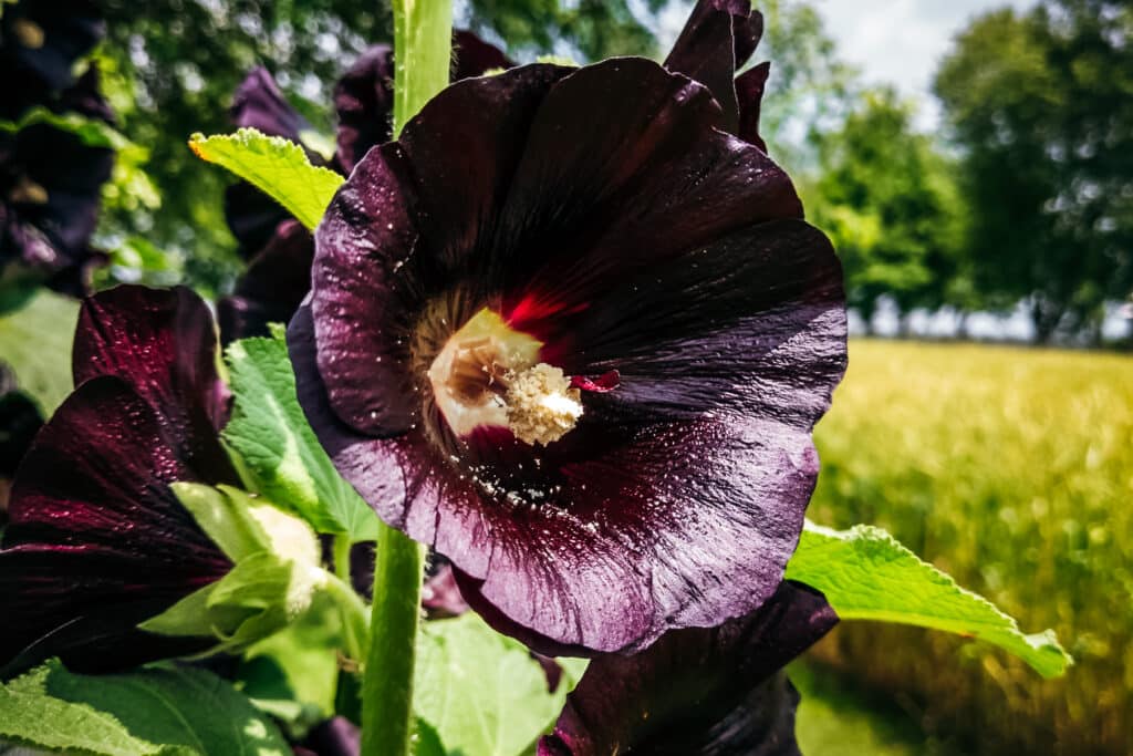 Burgundy-black hollyhocks growing in a garden.