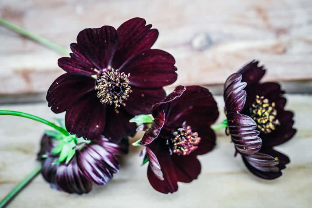 Cosmos Black Magic flowers with green stems laying on a wooden surface.