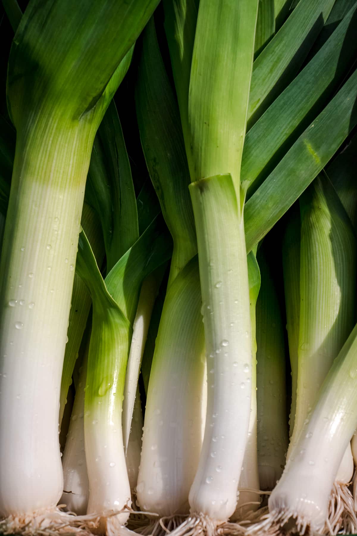 A close up of a bunch of fresh leeks.
