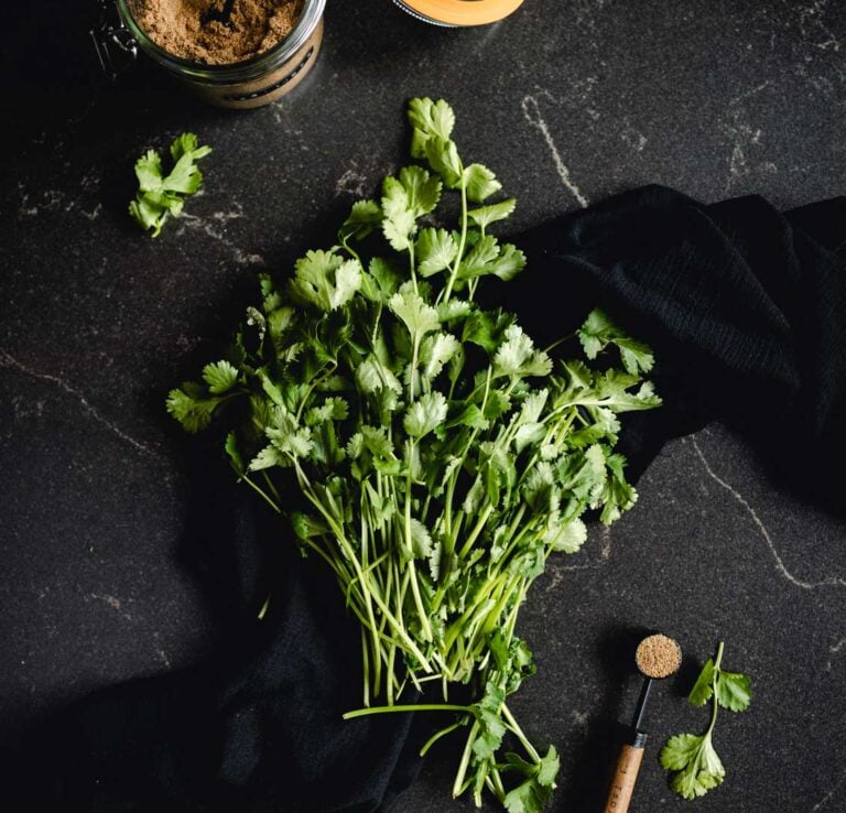 Fresh cilantro and coriander on a black table.