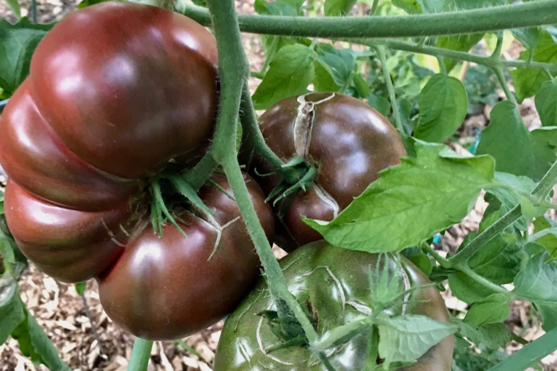 Dark red heirloom tomatoes on the vine with green leaves in a garden setting.
