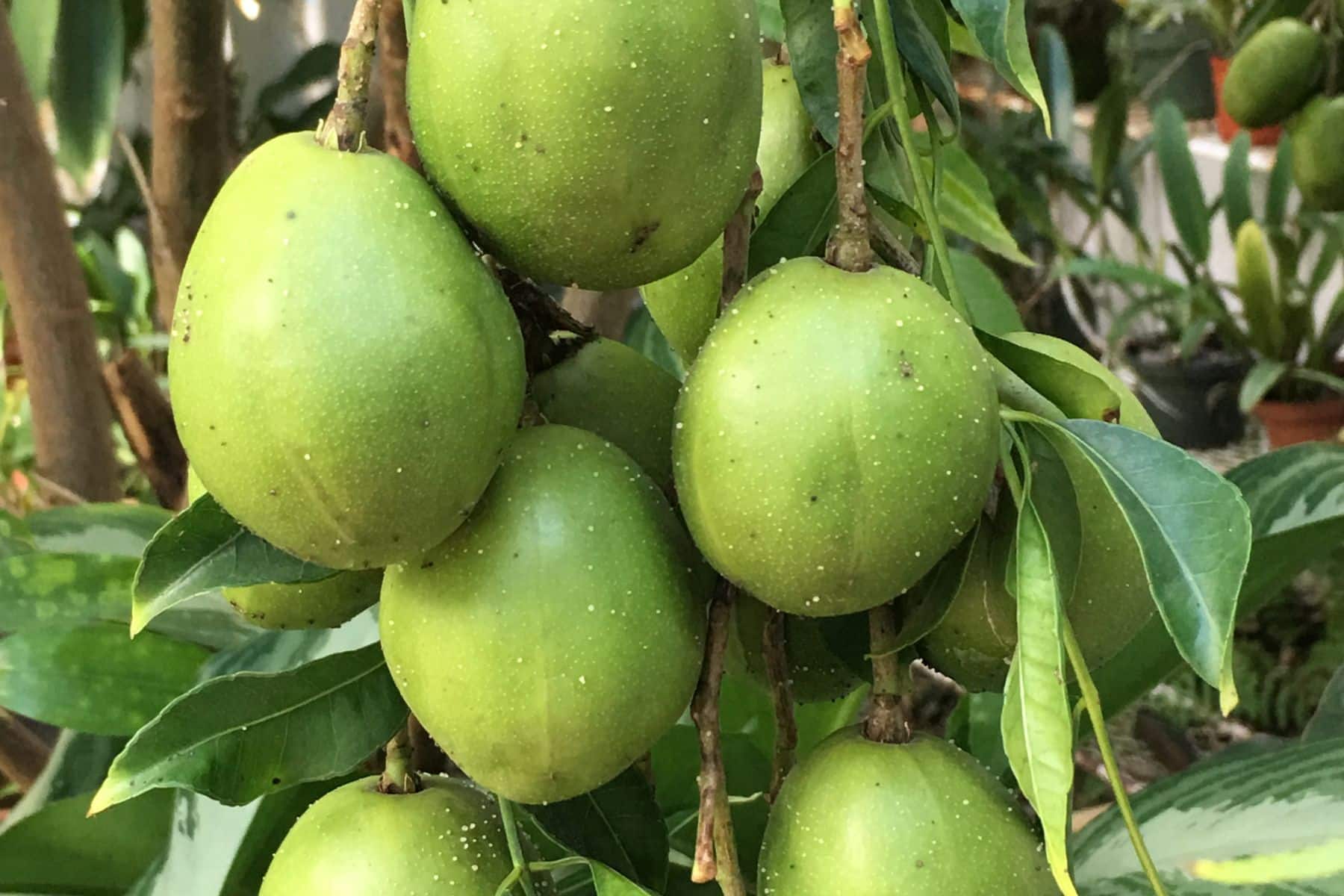 A cluster of green fruits hanging from a tree with glossy leaves.