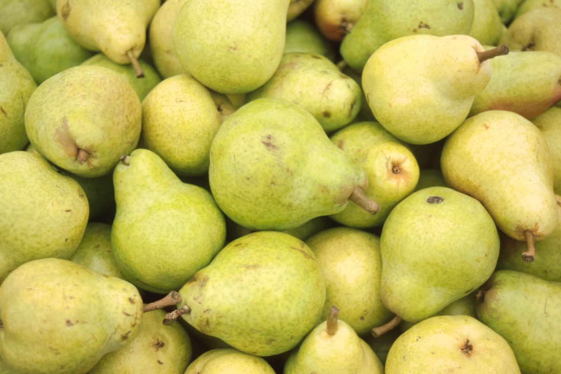 A pile of ripe green pears with some minor blemishes and brown spots is shown in close-up.