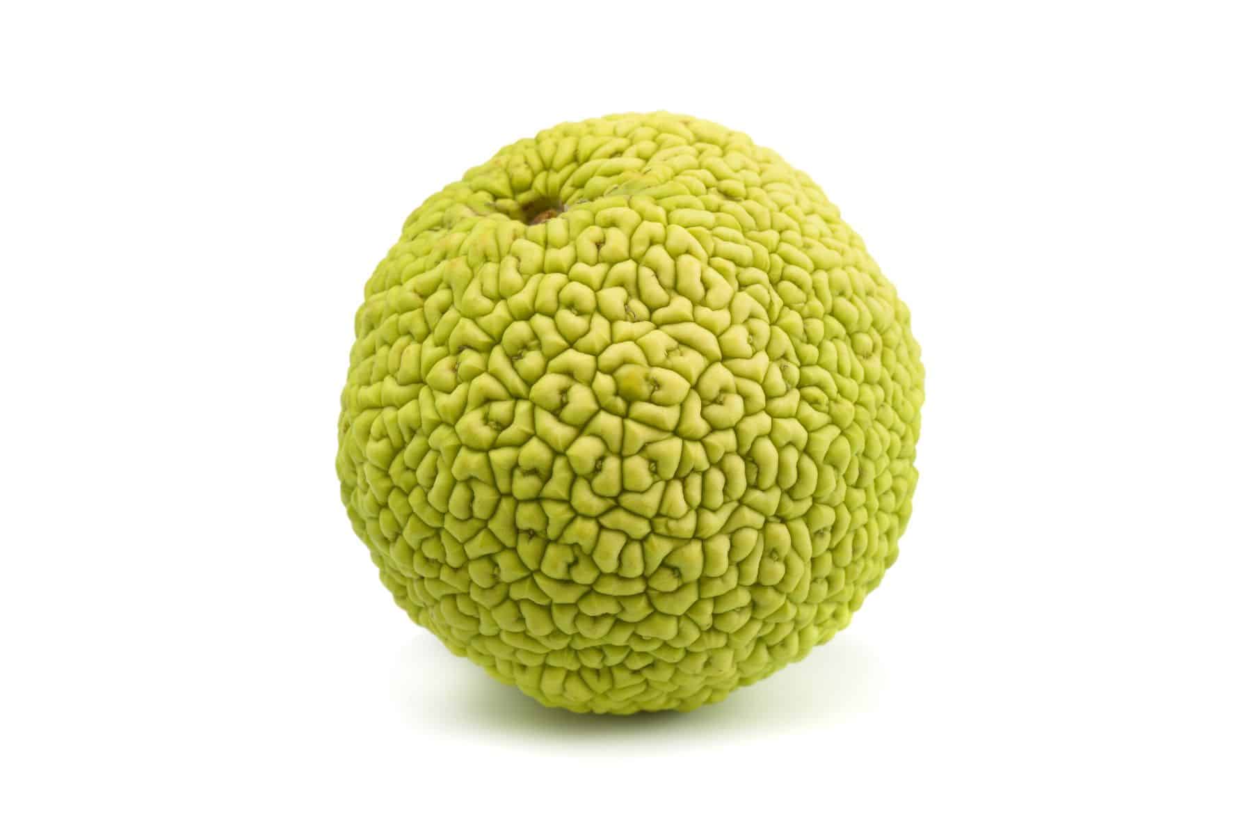 A green, textured osage orange fruit against a white background.