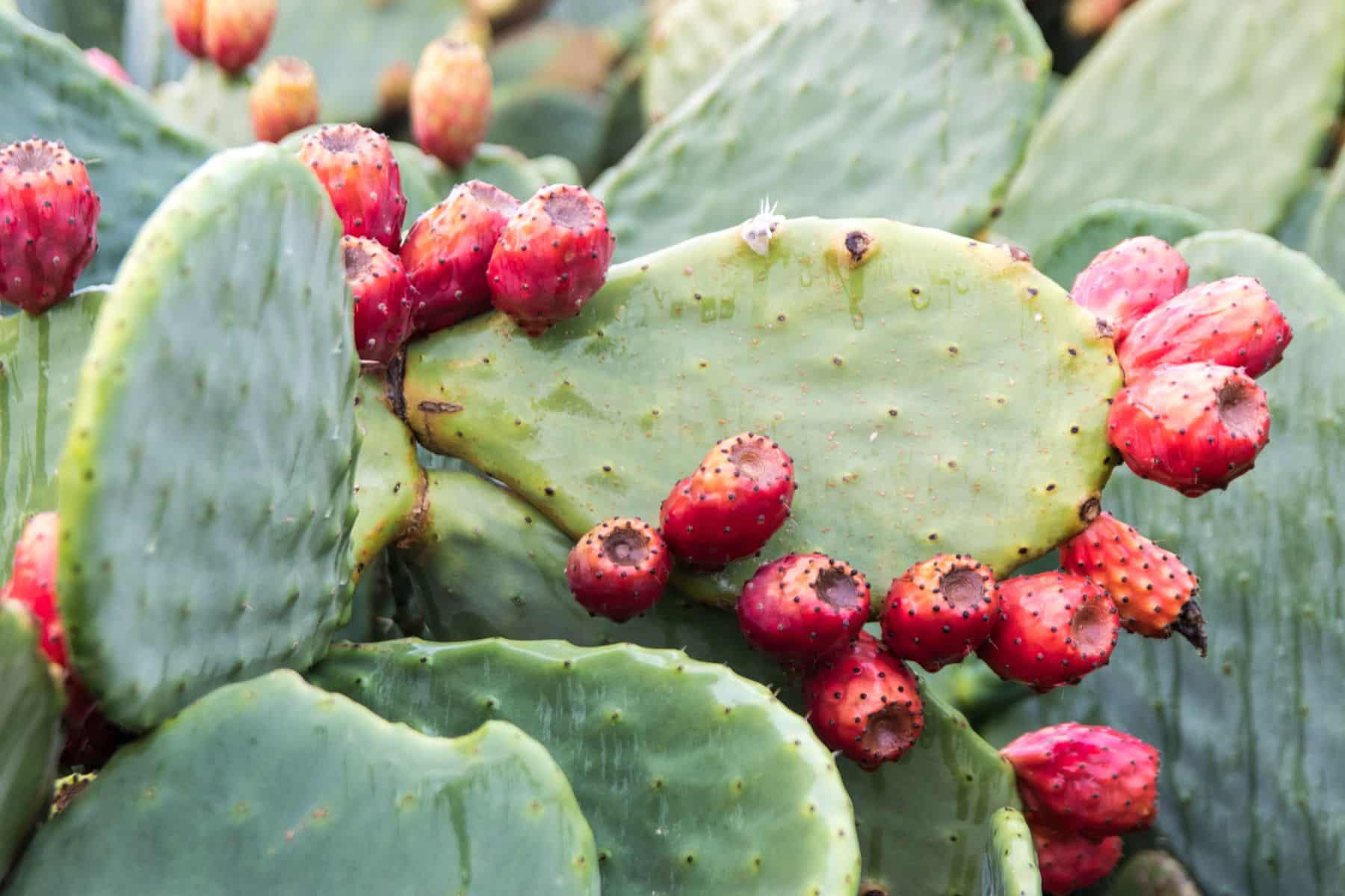 Close-up of a prickly pear cactus with green pads and clusters of ripe red fruit.