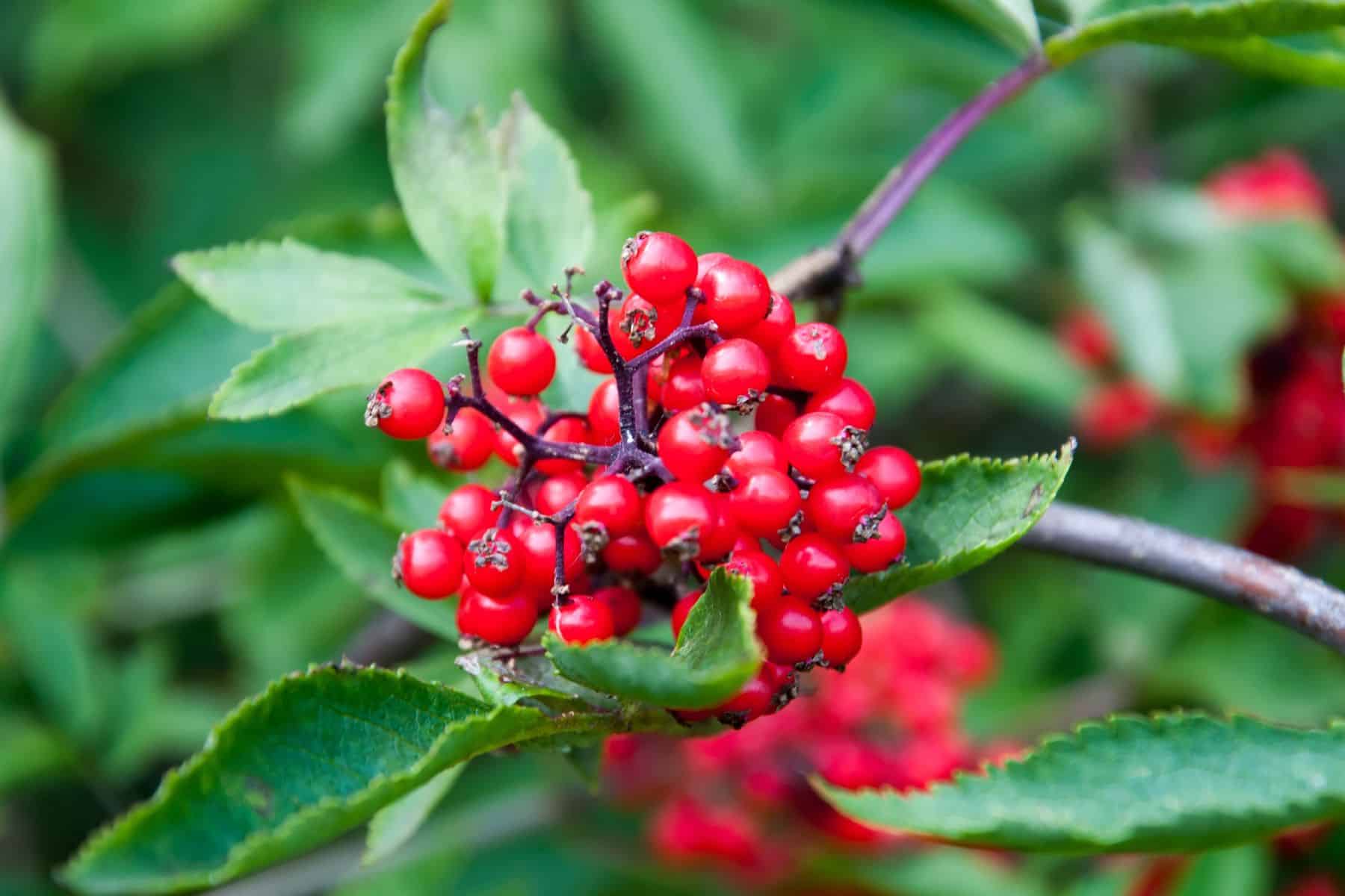 Close-up of bright red berries clustered on a branch with green leaves.