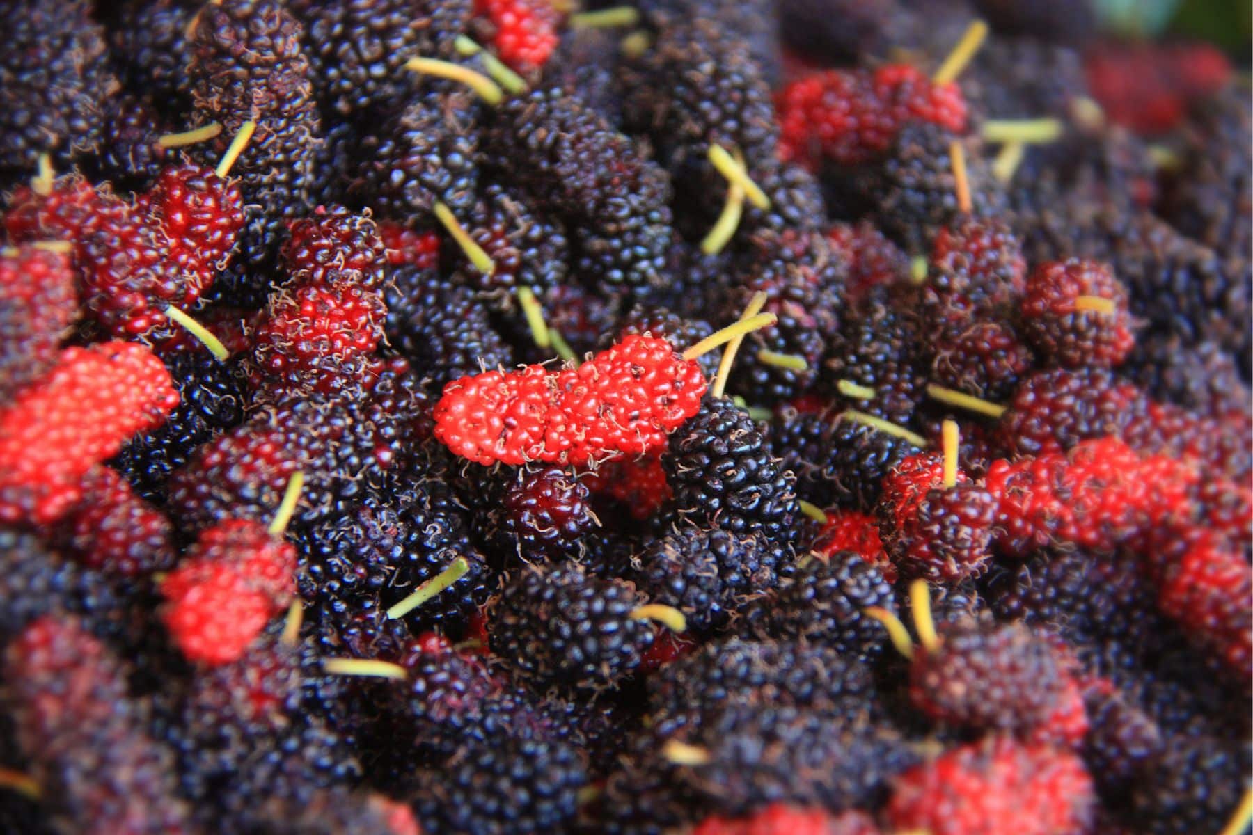 A pile of ripe mulberries, with a mix of dark purple and bright red berries, some with green stems.