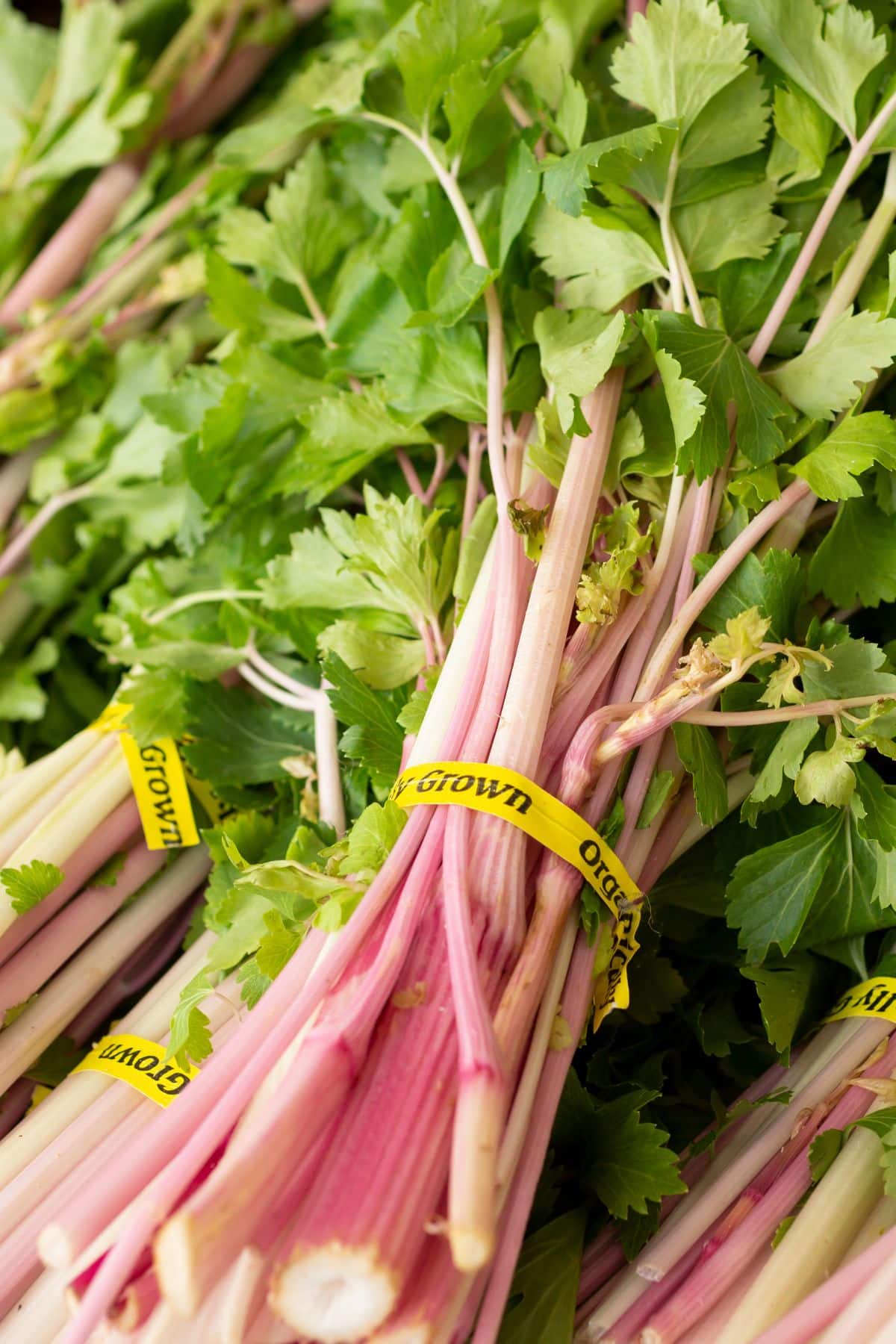 Bundles of pink celery.